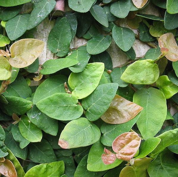 Ficus pumila ~ Creeping Fig-ServeScape