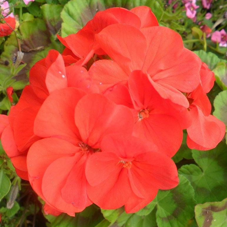 Pelargonium × hortorum 'Rocky Mountain Orange' ~ Rocky Mountain™ Orange Zonal Geranium-ServeScape