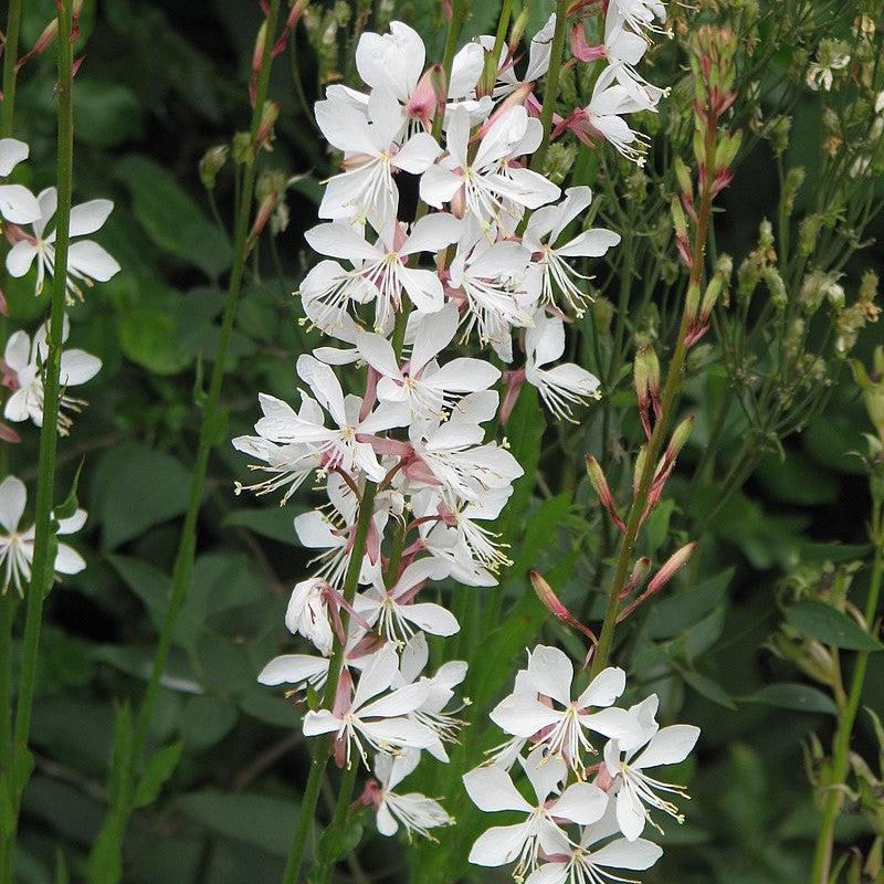 Gaura lindheimeri 'Baltincite' ~ Ballerina™ White Gaura-ServeScape