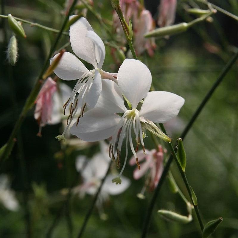 Gaura lindheimeri 'Whirling Butterflies' ~ Whirling Butterflies Gaura-ServeScape