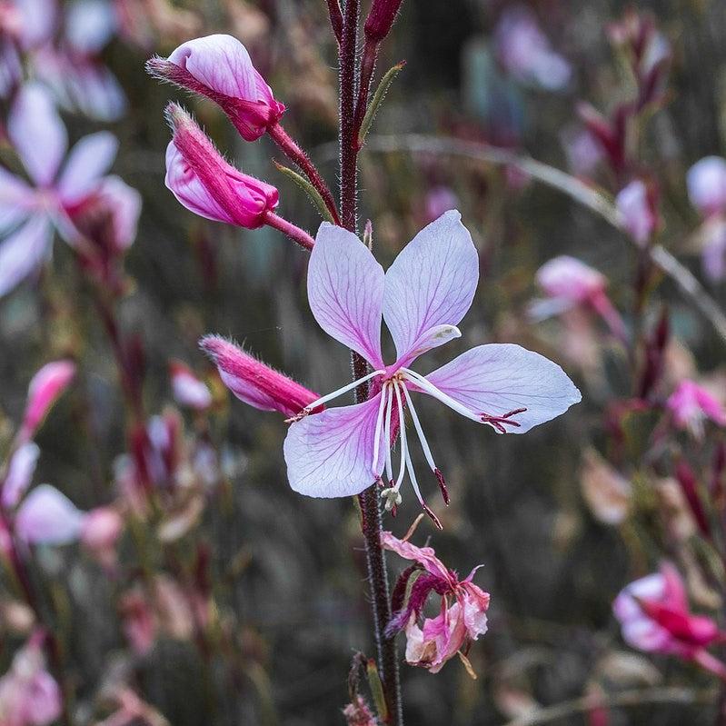 Gaura lindheimeri 'Steffi Blush Pink' ~ Steffi™ Blush Pink Gaura-ServeScape