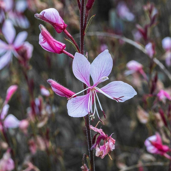 Gaura lindheimeri 'Steffi Blush Pink' ~ Steffi™ Blush Pink Gaura-ServeScape