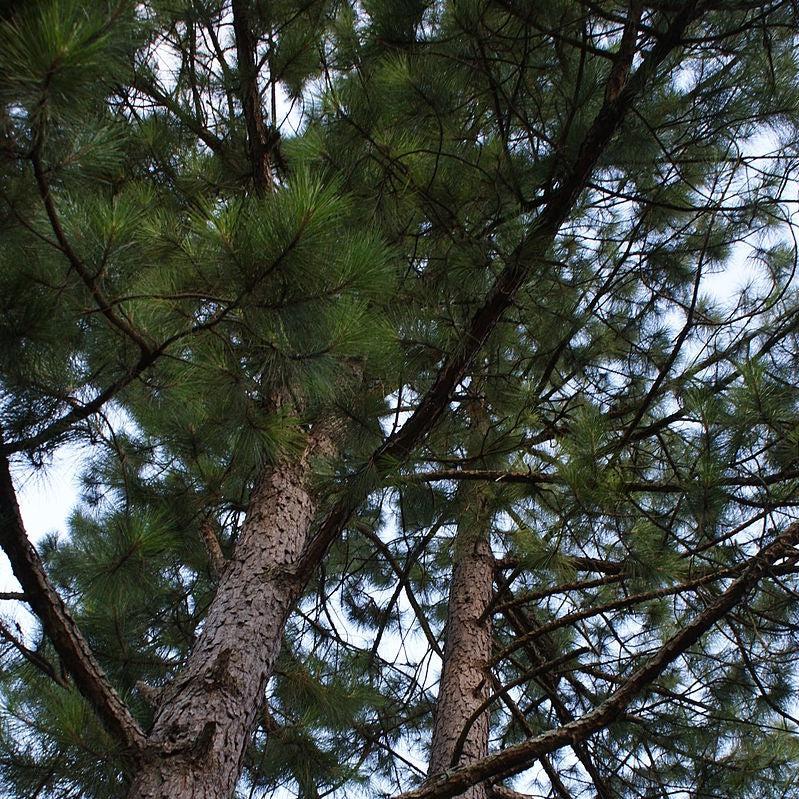 Pinus elliottii ~ Slash Pine-ServeScape