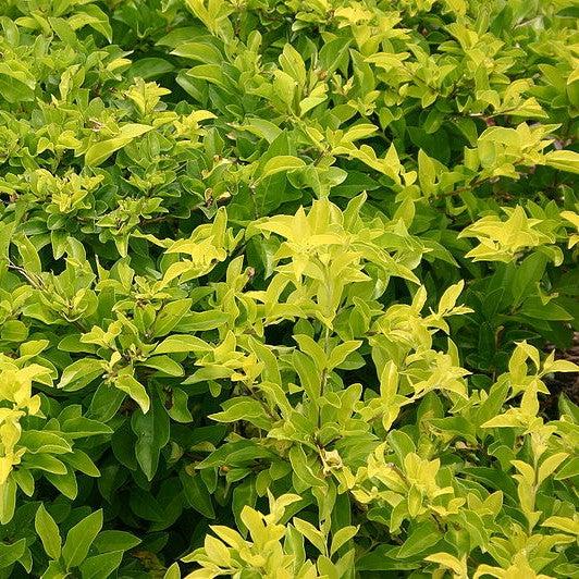 Duranta repens aurea 'Yellow' ~ Yellow Duranta-ServeScape