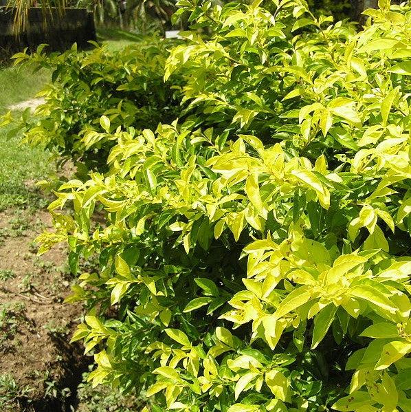 Duranta repens aurea 'Yellow' ~ Yellow Duranta-ServeScape