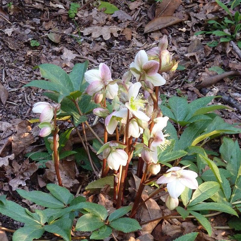 Helleborus x hybridus 'EPB 20' ~ FrostKiss™ Moondance Lenten Rose-ServeScape