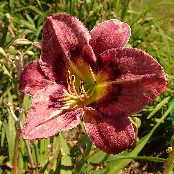 Hemerocallis 'Always Afternoon' ~ Always Afternoon Daylily-ServeScape
