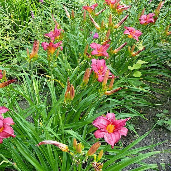Hemerocallis 'Summer Wine' ~ Summer Wine Daylily-ServeScape