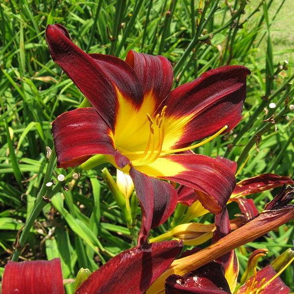 Hemerocallis 'Ming Toy' ~ Ming Toy Daylily-ServeScape
