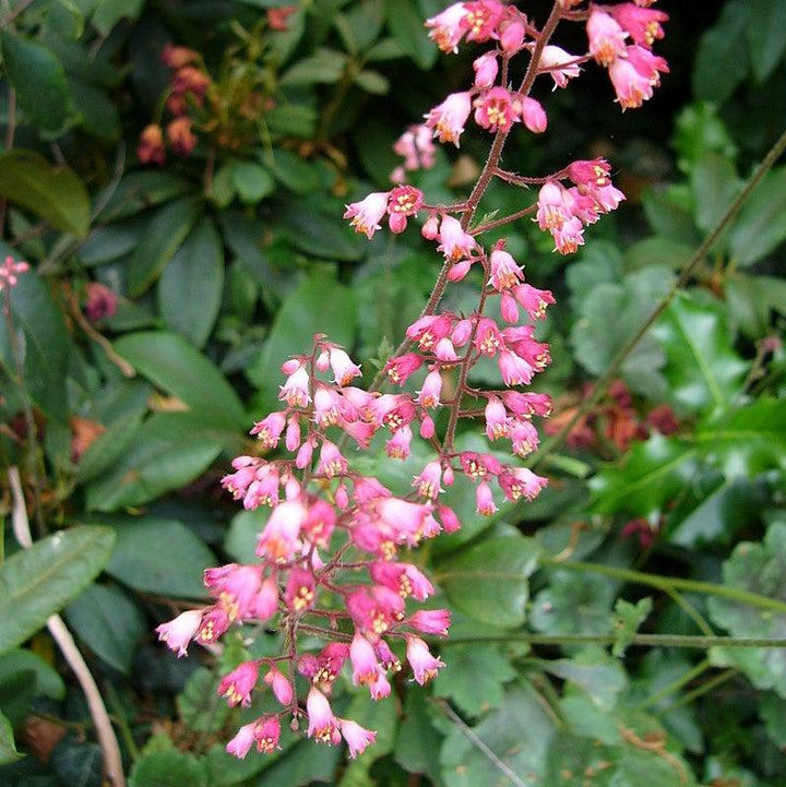 Heuchera 'Bressingham Hybrids' ~ Bressingham Hybrids Coral Bells-ServeScape