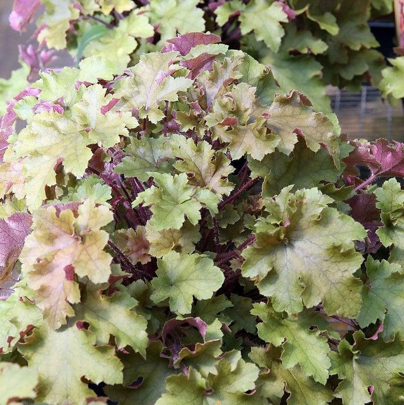 Heuchera x 'Marmalade' ~ Marmalade Coral Bells-ServeScape