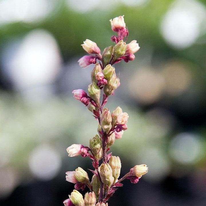 Heuchera x 'Silver Scrolls' ~ Silver Scrolls Coral Bells-ServeScape