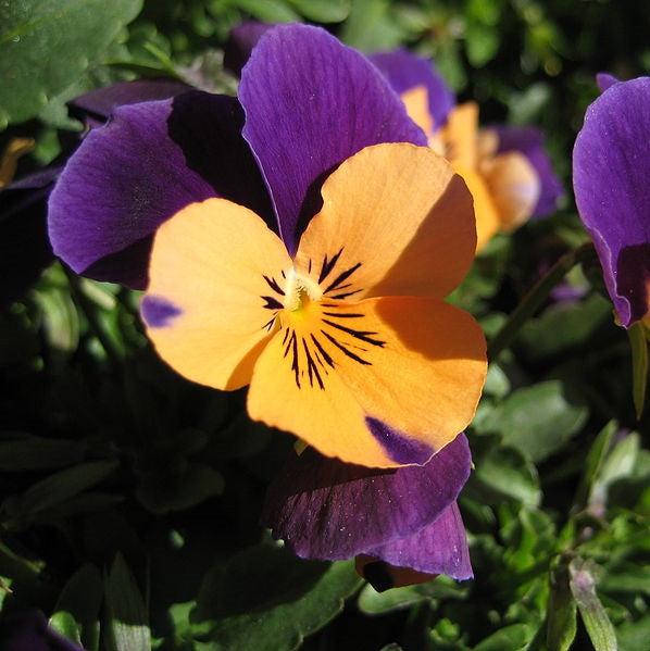 Viola cornuta 'Admire Orange Purple Wing' ~ Admire® Orange Purple Wing Viola-ServeScape