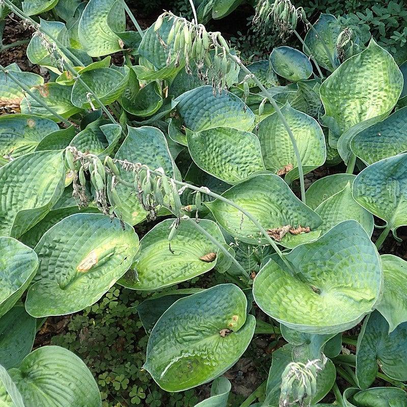 Hosta x 'Big Daddy' ~ Big Daddy Hosta-ServeScape
