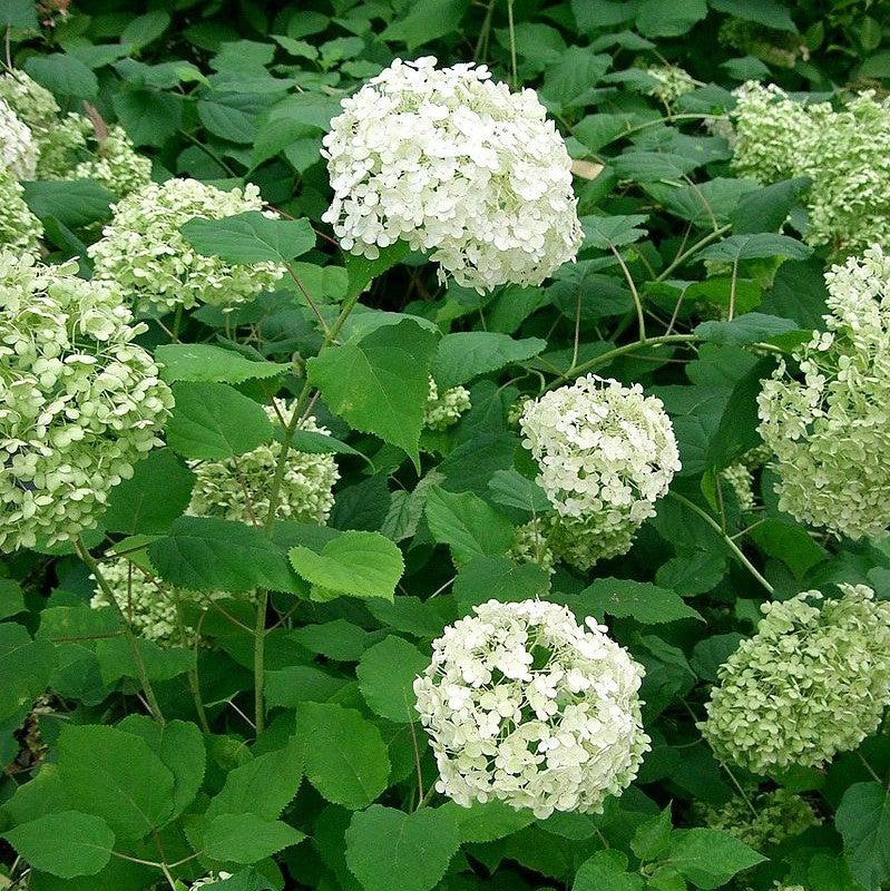 Hydrangea arborescens 'Annabelle' ~ Mophead Hydrangea, Annabelle Hydrangea-ServeScape