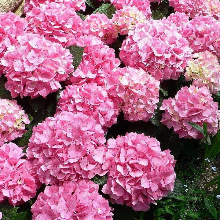 Hydrangea macrophylla 'After Midnight' ~ After Midnight Hydrangea-ServeScape