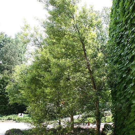 Ilex attenuata 'Foster #2' ~ Foster #2 Holly-ServeScape