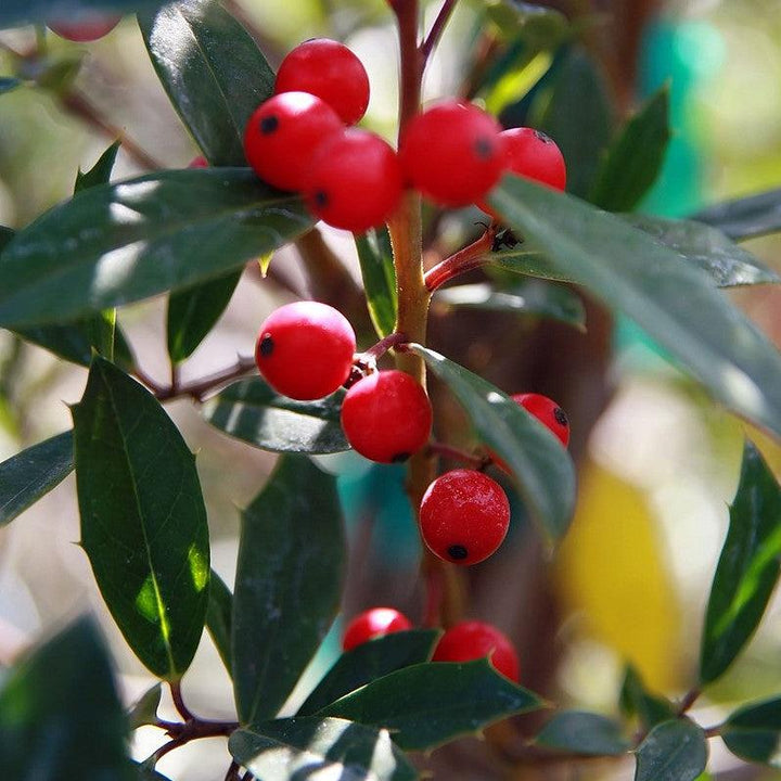 Ilex attenuata 'Foster #2' ~ Foster #2 Holly-ServeScape