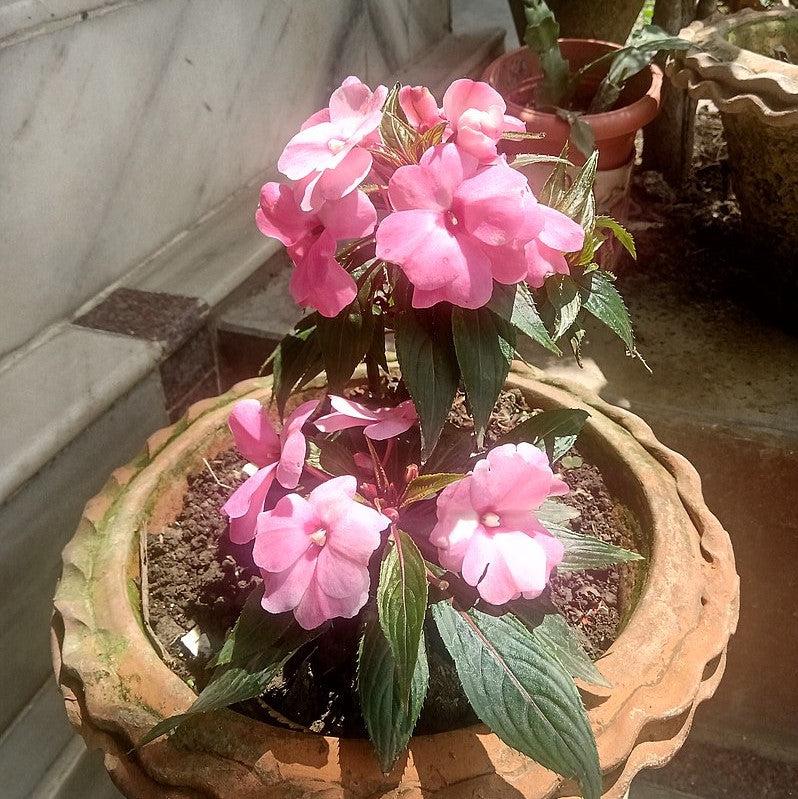 Impatiens hawkeri 'Petticoat Pink' ~ Petticoat® Pink Impatiens-ServeScape