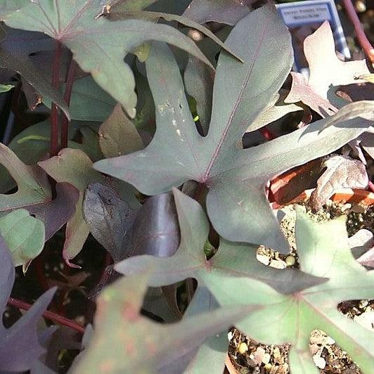 Ipomoea batatas ‘Blackie' ~ Proven Accents® Blackie Sweet Potato-ServeScape
