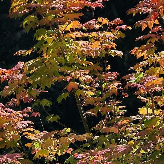 Acer palmatum 'Herbstfeuer' ~ Herbstfeuer Japanese Maple-ServeScape