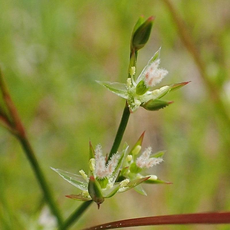 Juncus tenuis ~ Blue Dart Rush, Path Rush-ServeScape