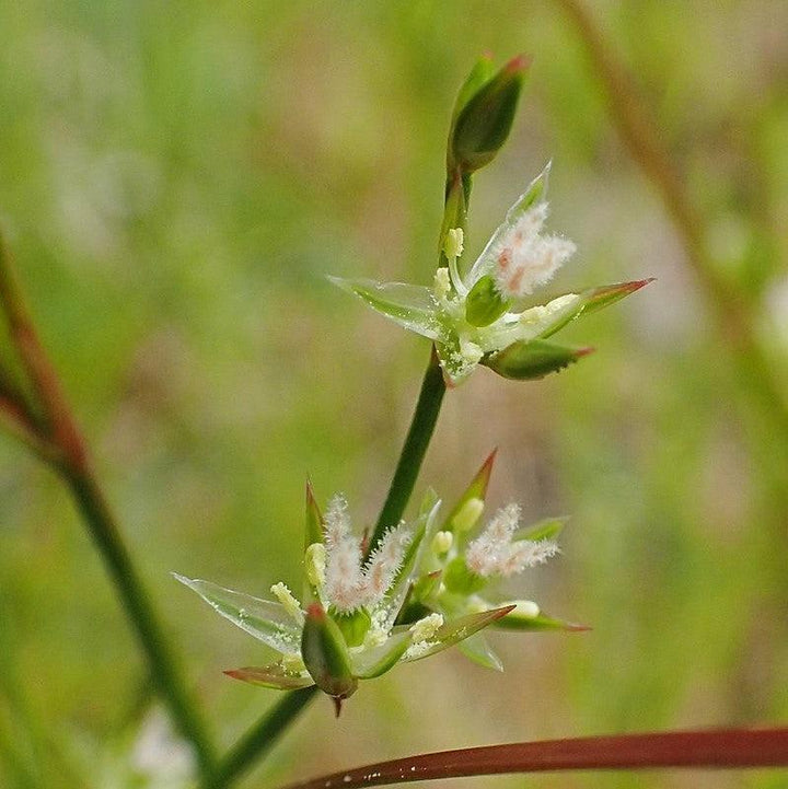 Juncus tenuis ~ Blue Dart Rush, Path Rush-ServeScape