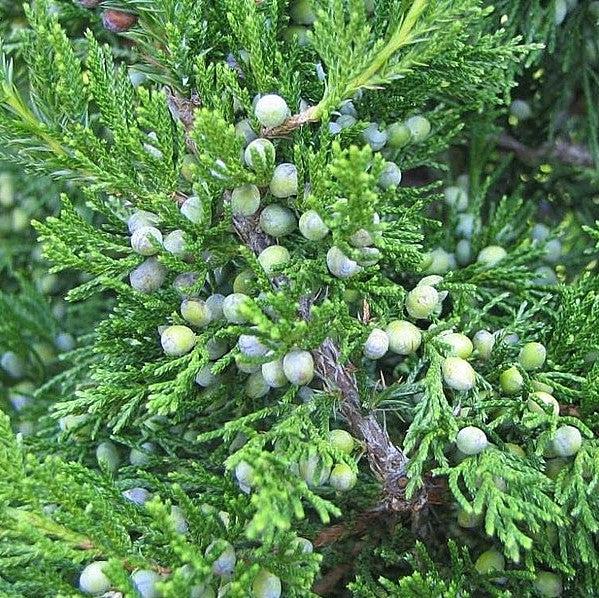 Juniperus virginiana 'Corcorcor' ~ Emerald Sentinel™ Red Cedar-ServeScape