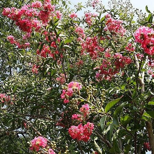 Lagerstroemia indica x fauriei 'Tuskegee' ~ Tuskegee Crape Myrtle-ServeScape