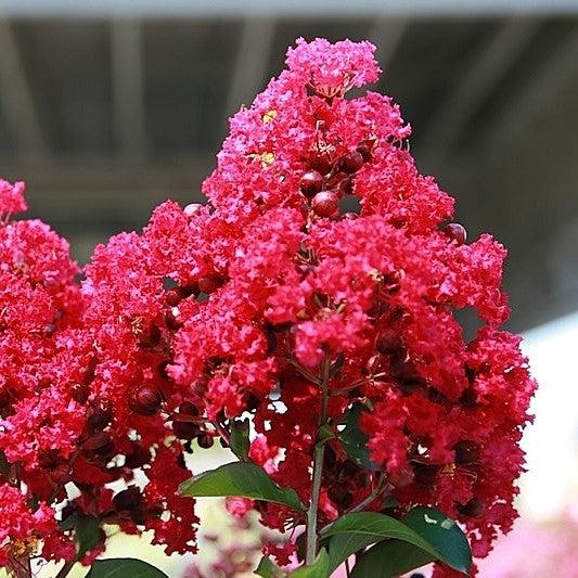 Lagerstroemia indica 'Centennial Spirit' ~ Centennial Spirit Crape Myrtle-ServeScape