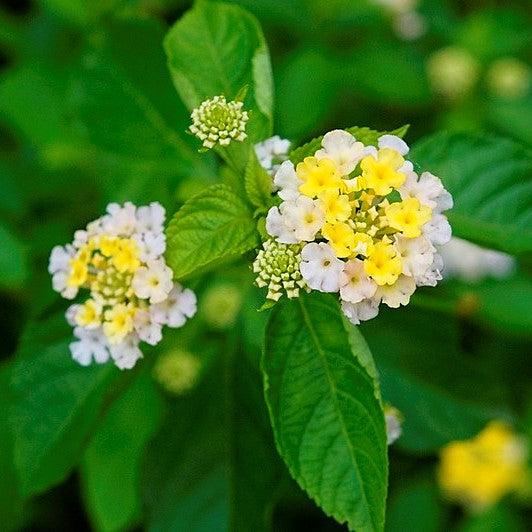 Lantana camara 'Ballucream' ~ Little Lucky™ Lemon Cream Lantana-ServeScape