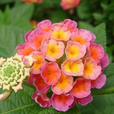 Lantana camara 'Balluceagl' ~ Little Lucky™ Peach Glow Lantana-ServeScape
