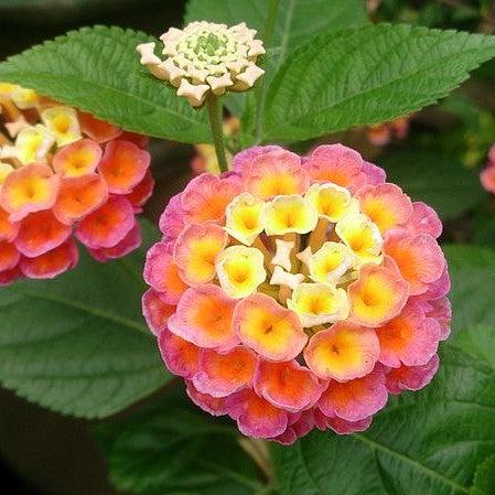 Lantana camara 'Balluceagl' ~ Little Lucky™ Peach Glow Lantana-ServeScape