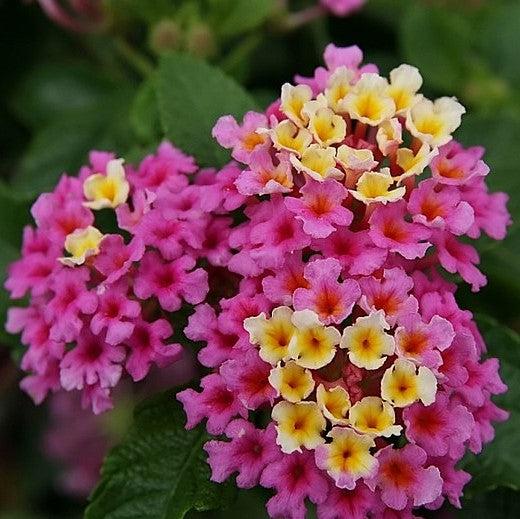 Lantana camara 'Balandroglim' ~ Landmark™ Rose Glow Lantana-ServeScape