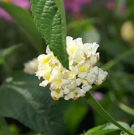 Lantana camara 'Balucwhit' ~ Landmark™ White Lantana-ServeScape