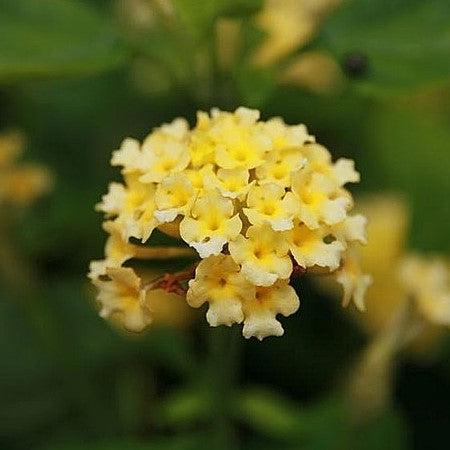 Lantana camara 'Balucyell' ~ Landmark™ Yellow Lantana-ServeScape