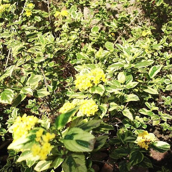Lantana camara 'Samantha' ~ Samantha Lantana-ServeScape