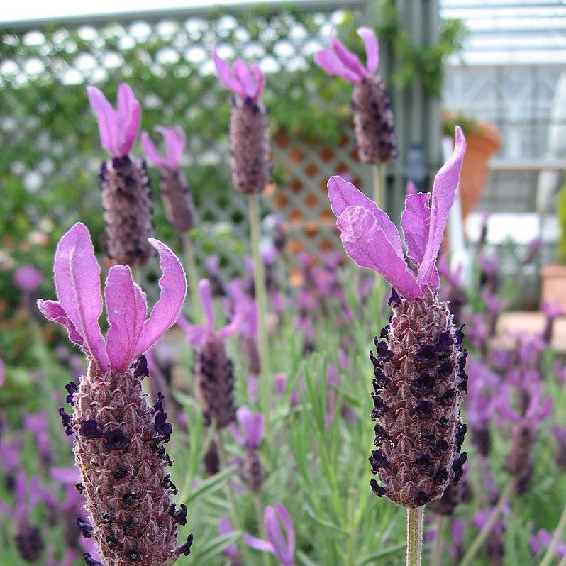 Lavandula stoechas subsp. pendunculata 'IBPR901-2' ~ The Princess™ Spanish Lavender-ServeScape