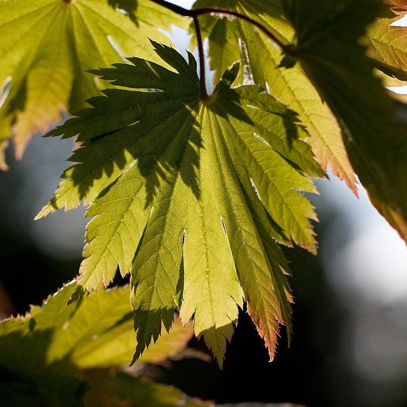 Acer japonicum 'Ed Woods' ~ Ed Woods Fullmoon Maple-ServeScape
