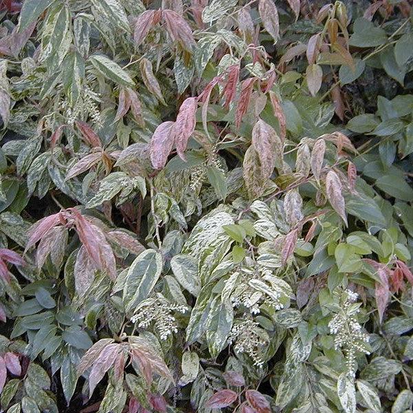 Leucothoe fontanesiana 'Rainbow' ~ Rainbow Drooping Leucothoe-ServeScape