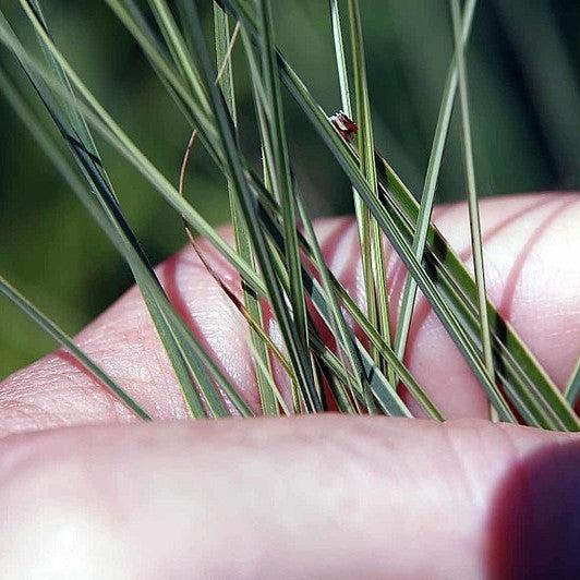 Miscanthus sinensis 'Morning Light' ~ Morning Light Maiden Grass-ServeScape