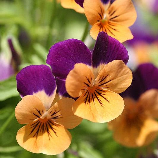 Viola cornuta 'Admire Orange Purple Wing' ~ Admire® Orange Purple Wing Viola-ServeScape