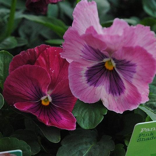 Viola x wittrockiana 'Inspire Plus Pink Shades' ~ Inspire® Plus Pink Shades Pansy-ServeScape