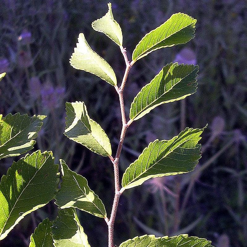 Ulmus parvifolia ~ Lacebark Elm-ServeScape