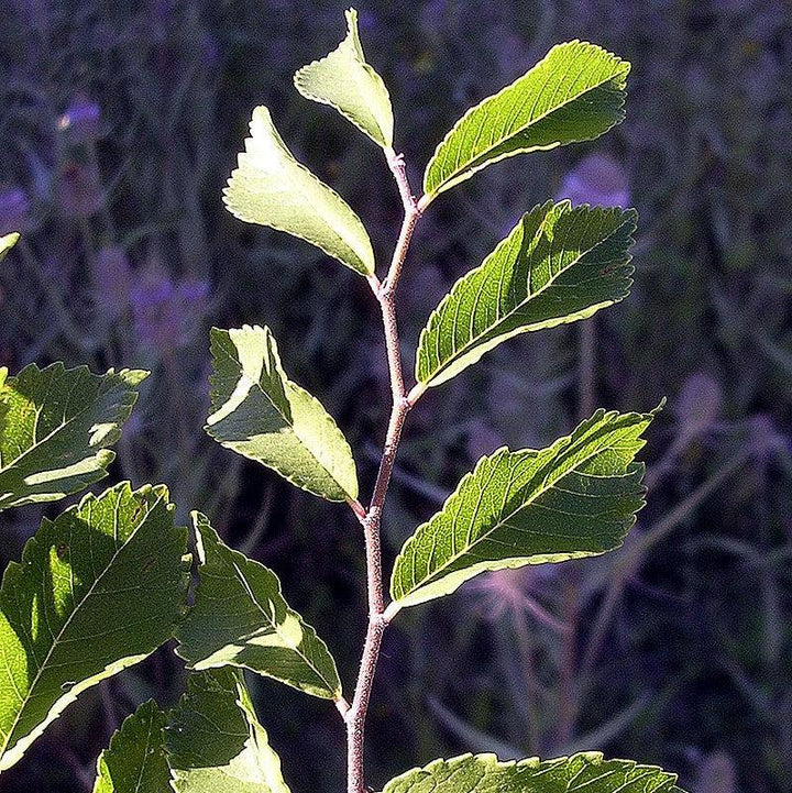 Ulmus parvifolia ~ Lacebark Elm-ServeScape