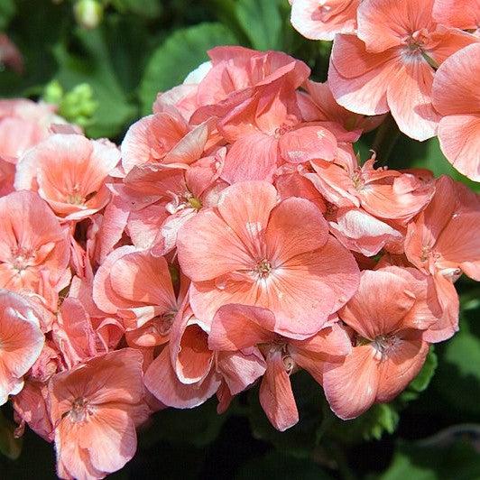Pelargonium × hortorum 'Rocky Mountain Salmon' ~ Rocky Mountain™ Salmon Zonal Geranium-ServeScape