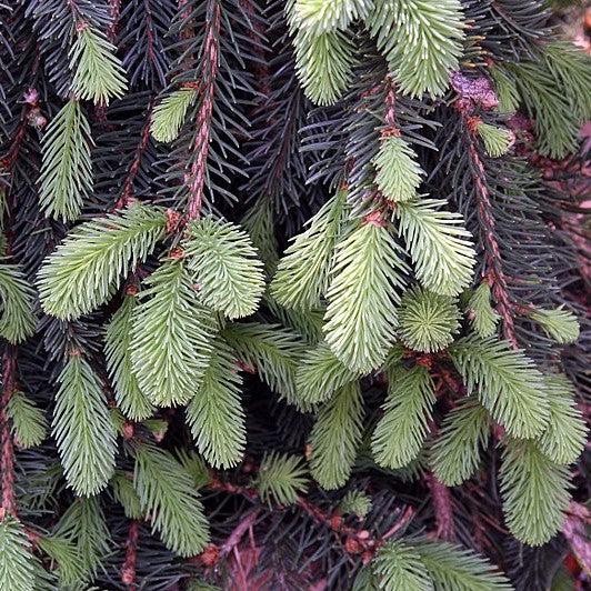 Picea abies 'Pendula' ~ Weeping Norway Spruce-ServeScape