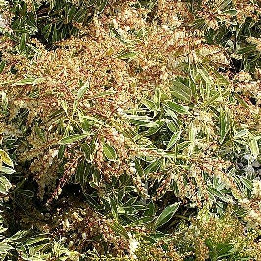 Pieris japonica 'Flaming Silver' ~ Flaming Silver Pieris-ServeScape