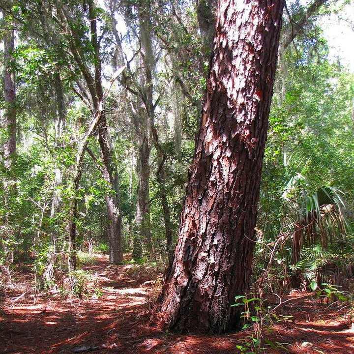 Pinus elliottii ~ Slash Pine-ServeScape