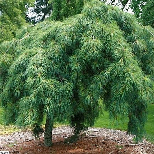 Pinus strobus 'Pendula' ~ Weeping White Pine-ServeScape